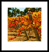 WINE-002
