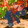 WINE-003