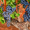 WINE-023