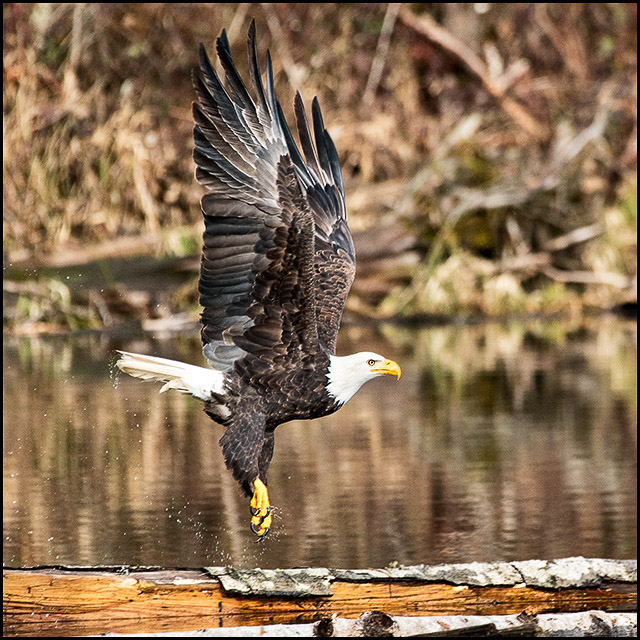 Eagle Taking Flight