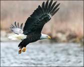 Bald Eagle in Flight