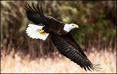 Bald Eagle Fly-By