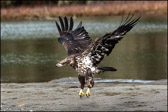 Juvenile Eagle Jumping