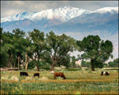Cows Grazing near Bishop