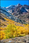 McGee Canyon in Fall Vert.