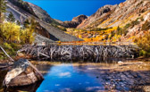 Lundy Canyon Beaver Dam