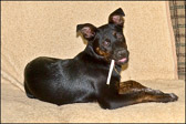 001_Puppy1_June2008.jpg