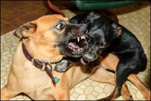 002_Puppy2_June2008.jpg