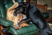 003_Puppy3_June2008.jpg