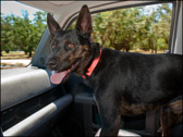 004A_Co-Pilot_May2009.jpg