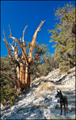 006_Bristlecones-2009.jpg
