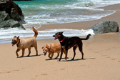 013_Big_Sur_Apr2012.jpg