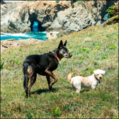 018_Mitzy_Mendocino-May2015.jpg