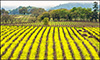 WINE-052 Fieldstone Mustard 640