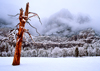 YOSM-018-Sentinel-Tree-Winter