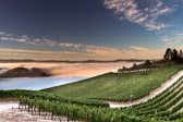Upper PMW Vineyards Fog