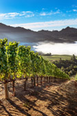 Morning Fog over Knights Valley Chardonnay