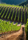 PMW Chardonnay Vertical
