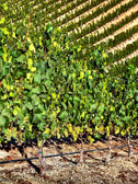 PMW Chardonnay Vines Vertical