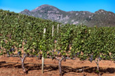 PMW Merlot Vines below Mt. St.Helena