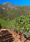 Cabernet Sauvignon below Mt. St.Helena