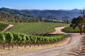 PMW Red Wine Vineyards