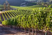 PMW Chardonnay Vineyards