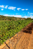 PMW Oakville Cabernet Sauvignon Vines Vertical