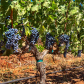 PMW Oakville Ranch Cabernet Sauvignon Grapes Square