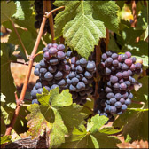 PMW Pinot Noir Grapes Square