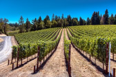 PMW Ma Danseuse Pinot Noir Vineyard