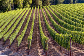 PMW Ma Danseuse Pinot Noir Vineyard