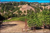 PMW Seaview Pinot Noir Vineyard