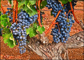PMW Cabernet Sauvignon Grapes