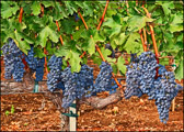 PMW Les Pavots Cabernet Sauvignon