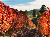 Anderson Valley Pinot Noir Vines