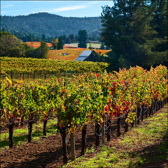 Handley Vineyard Square, Anderson Valley