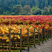 Golden Eye Pinot Noir Vines