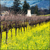 Napa Mustard Square