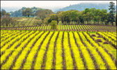 Fieldstone Winery Mustard